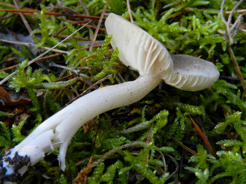 Tricholoma scalpturatum  s.l.